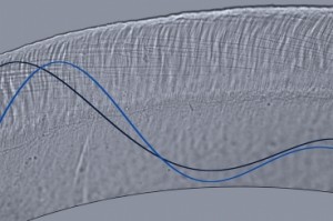 This optical microscope image depicts wave motion in a cross-section of the tectorial membrane, part of the inner ear. This membrane is a microscale gel, smaller in width than a single human hair, and it plays a key role in stimulating sensory receptors of the inner ear. Waves traveling on this membrane control our ability to separate sounds of varying pitch and intensity. Image courtesy: MIT's Micromechanics Group