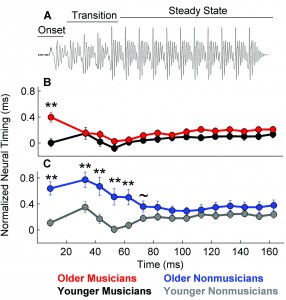 Figure 3a-c. Musicianship offsets delayed neural timing in older adults. 3A: Stimulus waveform marked with three time regions: onset, transition, and steady state. 3B: Older musicians have delayed onsets, but there are no delays for the transition or steady state relative to younger musicians. 3C: Older nonmusicians have delayed peak latencies for both the onset and the transition regions, but not the steady state. ~p < 0.10, *p < 0.05, **p < 0.01. Adapted from Parbery-Clark et al.